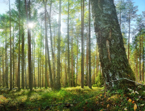 Mis mõjutab kõige enam metsamaa hinda ja raieõiguse hinda?